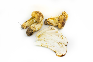 白背景新鲜的野生松茸食材