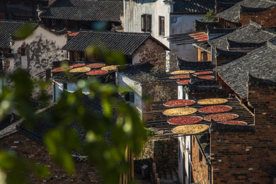 中国江西上饶婺源农民晒秋收