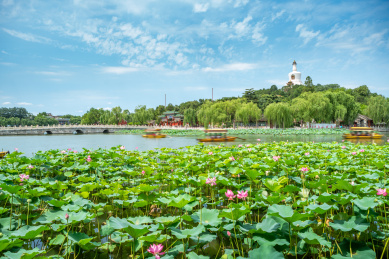 夏天北京北海公园白塔风光