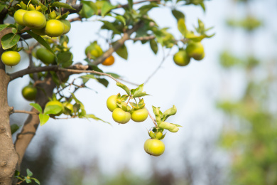 树上丰收的柿子