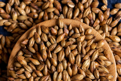 蓝色布上的大麦茶