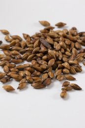 白色背景下的大麦茶