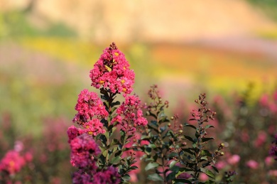 郊外公园里开的茂盛的紫薇花