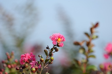 郊外公园里开的茂盛的紫薇花