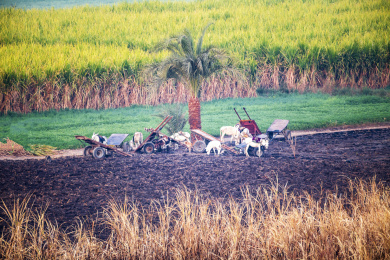 非洲埃及农村农田耕种的生活场景
