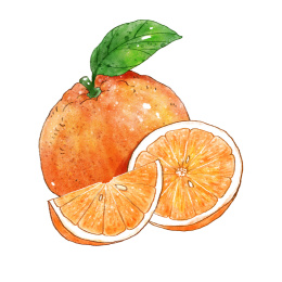 健康美味的手绘水彩橙子