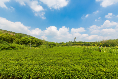中国南京市浦口星甸街道赭落山茶园风光
