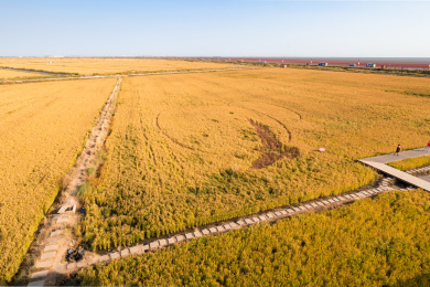 辽宁盘锦红海滩秋季田园稻田