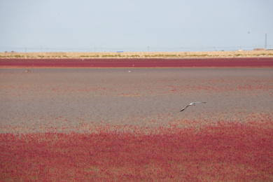 辽宁盘锦红海滩秋季田园稻田