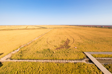 辽宁盘锦红海滩秋季田园稻田