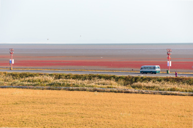 辽宁盘锦红海滩秋季田园稻田