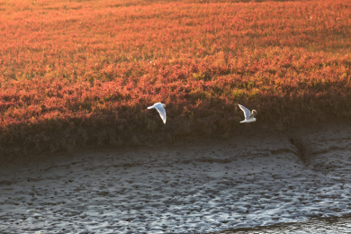 辽宁盘锦红海滩秋季田园稻田