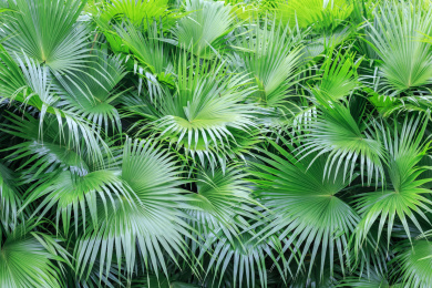 茂密的绿色蒲葵叶子