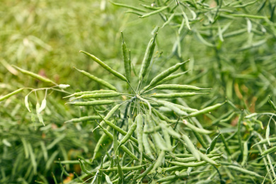 秋季油作物油菜籽成熟后的果实