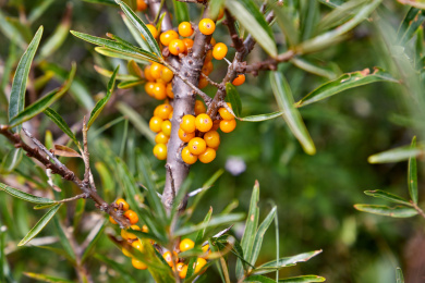 秋季西北野外地区耐旱灌木野生沙棘的黄色果实