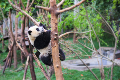 一只熊猫正在爬树