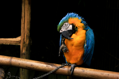 一只被禁锢的鹦鹉