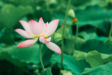 夏天池塘里盛开荷花莲花开花