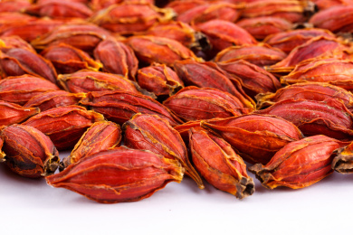 很多的栀子果平铺在桌面上