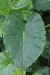 户外一片野生绿色的大野芋叶子