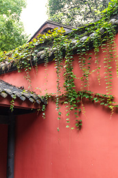 红色墙壁上的绿色葡萄藤蔓