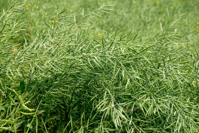 青海省互助县哇麻村龙头山旅游景区里的山谷