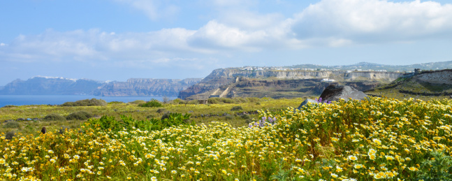 希腊圣托里尼岛春天花丛盛开的草地