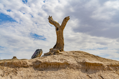 中国西北甘肃省大方盘城遗址前的枯萎的胡杨树干