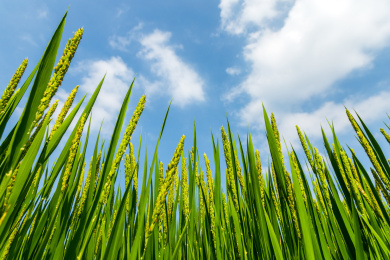 秋天白云和蓝下的稻田里稻花和稻叶