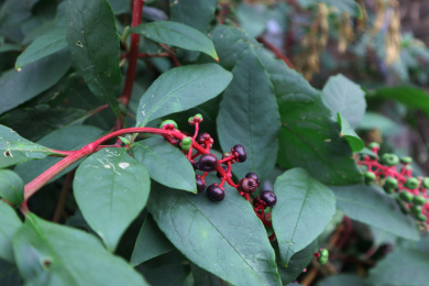 路边茂盛生长的垂序商陆果实