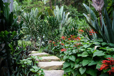 深圳市仙湖植物园里石板小道