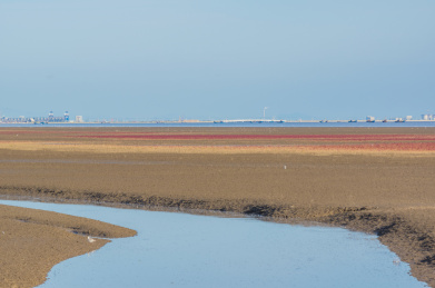 中国辽宁省盘锦市红海滩秋季自然风光