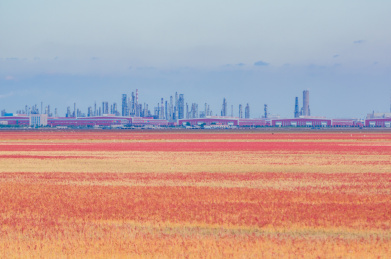 中国辽宁省盘锦市红海滩秋季自然风光