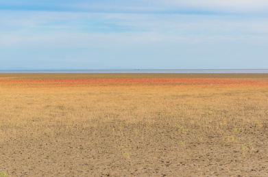中国辽宁省盘锦市红海滩秋季自然风光