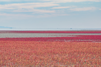 中国辽宁省盘锦市红海滩秋季自然风光