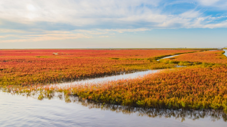 中国辽宁省盘锦市红海滩秋季自然风光