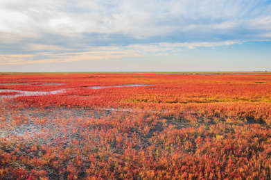 中国辽宁省盘锦市红海滩秋季自然风光