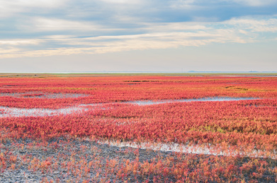 中国辽宁省盘锦市红海滩秋季自然风光