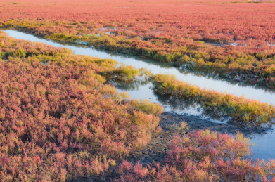 中国辽宁省盘锦市红海滩秋季自然风光