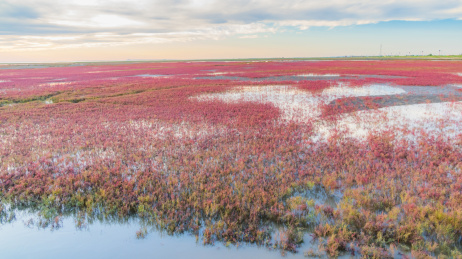 中国辽宁省盘锦市红海滩秋季自然风光