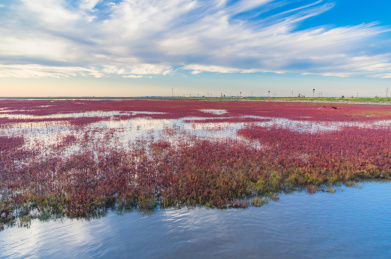 中国辽宁省盘锦市红海滩秋季自然风光