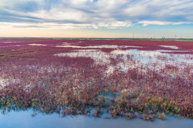 中国辽宁省盘锦市红海滩秋季自然风光