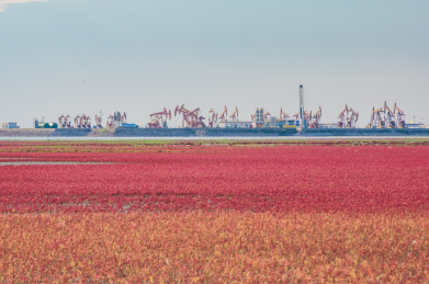 中国辽宁省盘锦市红海滩秋季自然风光