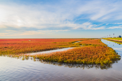 中国辽宁省盘锦市红海滩秋季自然风光