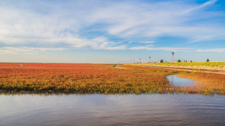 中国辽宁省盘锦市红海滩秋季自然风光