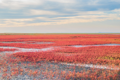 中国辽宁省盘锦市红海滩秋季自然风光