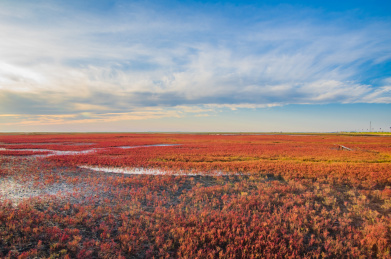 中国辽宁省盘锦市红海滩秋季自然风光