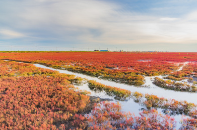 中国辽宁省盘锦市红海滩秋季自然风光
