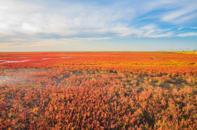 中国辽宁省盘锦市红海滩秋季自然风光