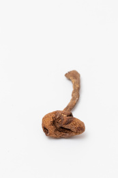 白色背景的野生蘑菇